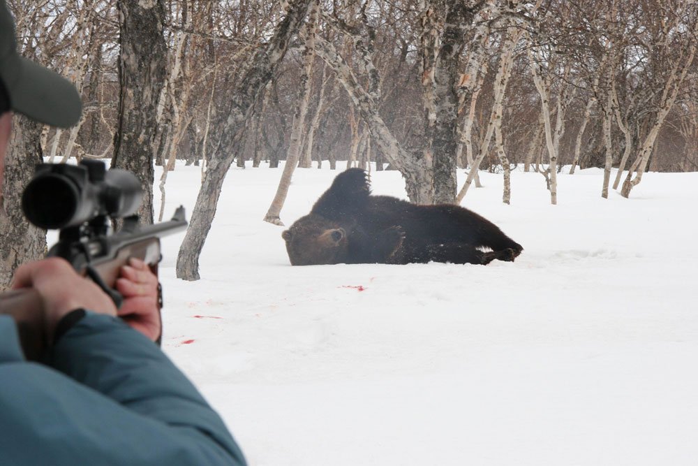 Охотникам выдали квоты на отстрел кабанов, барсуков и медведей